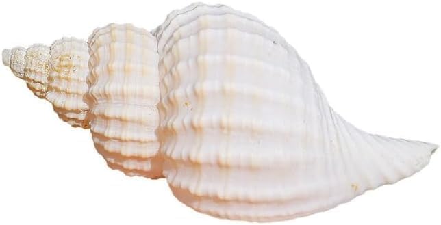 5Pcs Large Hermit Crab Shells Natural Sea Conch Size: 3"-4.5" Turbo Seashells for Hermit Crab Supplies Hermit Crab House for Décor No Paint or Dye