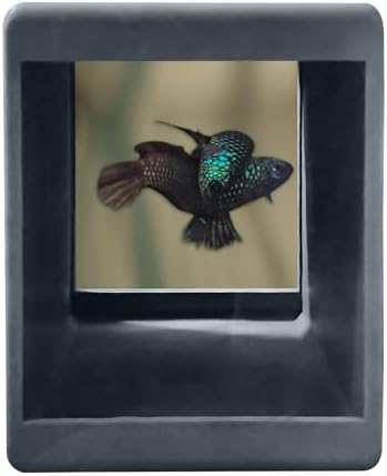 BWAquatics Betta Fish Cave Hideout – Breeding Crib & Bubble Nest Tunnel for Wild Bettas – Aquarium Decor, Enrichment Toy & Fish Tank Accessories