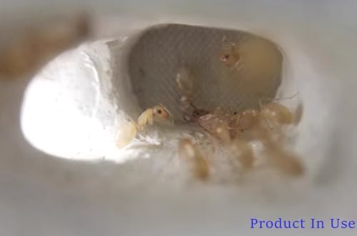 Small Ant Nest Farm Science Experiment Formicarium Insect Nest (White)
