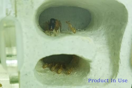 Small Ant Nest Farm Science Experiment Formicarium Insect Nest (White)