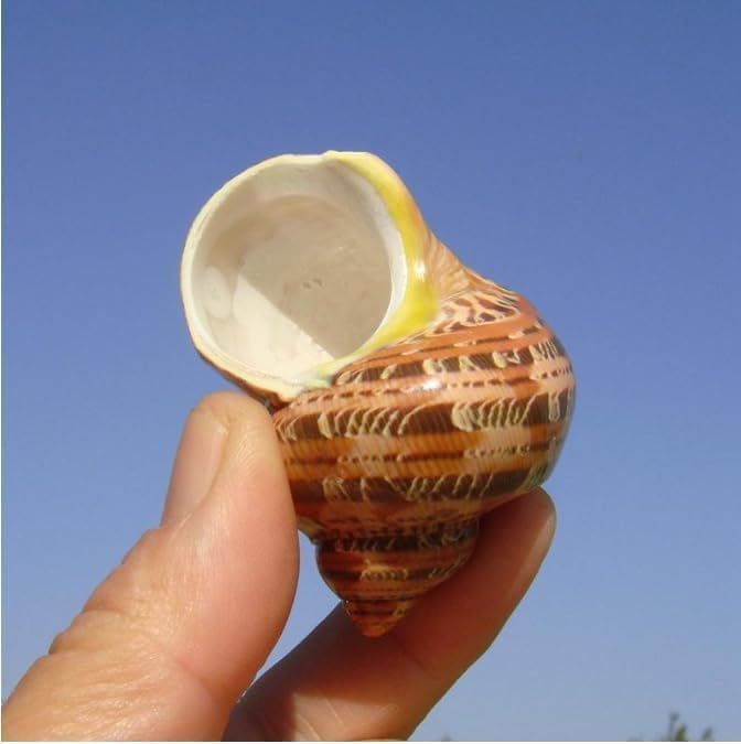 5Pcs Large Hermit Crab Shells Natural Sea Conch Size: 3"-4.5" Turbo Seashells for Hermit Crab Supplies Hermit Crab House for Décor No Paint or Dye