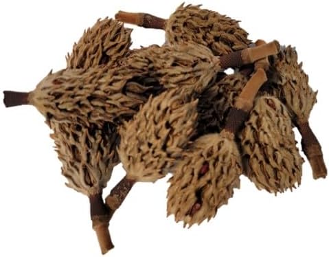 Magnolia Seed Pods, 12 Pack