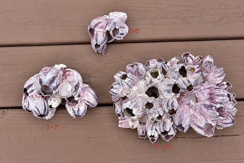 Aquarium Safe Real Purple Barnacle Cluster | Natural Barnacle Cluster | Holey Rock | Chiclid Stone (3" - 5")