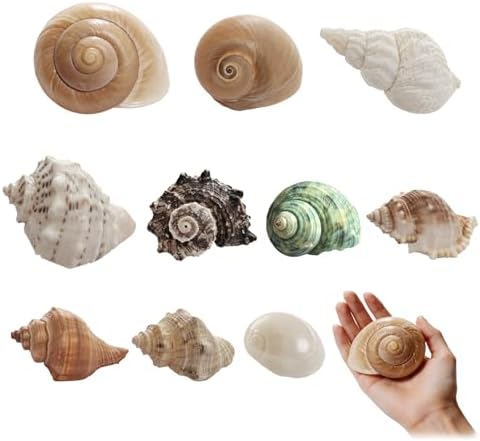 10Pcs Hermit Crab Shells, Natural Sea Shells Set, Beach Decor