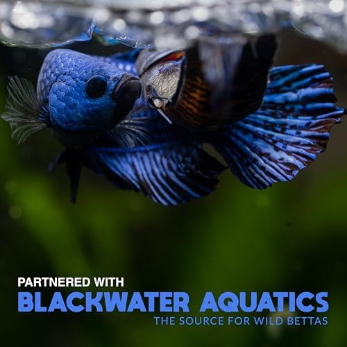 BWAquatics Betta Fish Cave Hideout – Breeding Crib & Bubble Nest Tunnel for Wild Bettas – Aquarium Decor, Enrichment Toy & Fish Tank Accessories