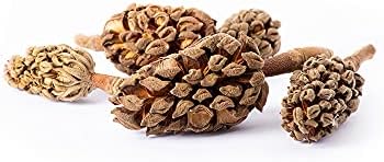 Galapagos (05159) Magnolia Seed Pods for Natural Bioactive Terrariums Provides shelter and Food for microfauna 2-4 inch pods 5pk