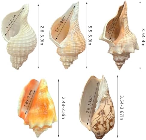 Hermit Crab Shells, 5 Pack, 2.8-4.5 in, Natural Turbo Shells
