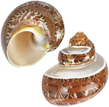 PH PandaHall 2pcs Large Hermit Crab Shells, 2.1x2.3x1.6 Inch Natural Sea Conch Ornament Opening Mouth 1~1.1 inch Turbo Seashells for Pet Crab Habitat Aquarium Crafting Resin Candle Projects, Brown