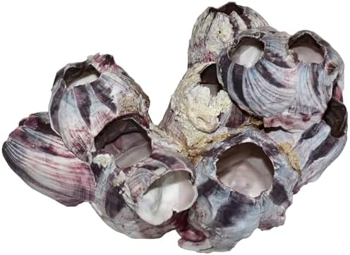 Aquarium Safe Real Purple Barnacle Cluster | Natural Barnacle Cluster | Holey Rock | Chiclid Stone (3" - 5")