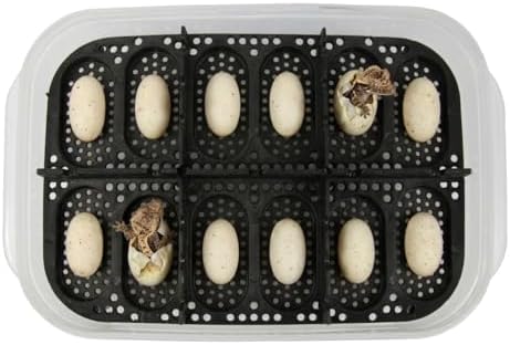 Gecko Egg Incubation Container with Built-in Tray – Holds 12 Eggs | Clear Polypropylene Box | Space-Saving Design | Suspended Incubation for Higher Hatch Rates