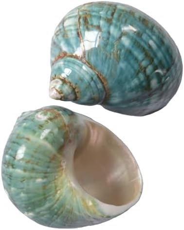 2pcs Medium Hermit Crab Shells, M Size Opening 1", Natural Sea Conch