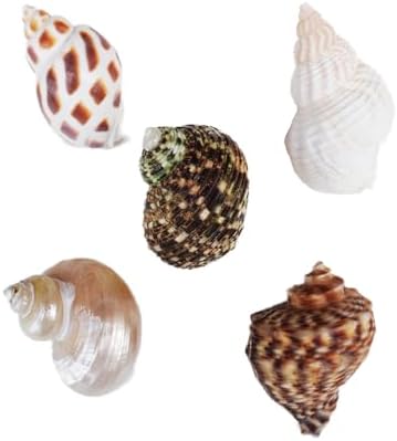 Hermit Crab Accessories 7PCS, Include 5PCS Hermit Crab Shells, 1PCS Climbing Toy and 1PCS Hermit Crab Hideout