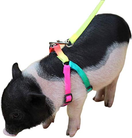 Mini Pig Adjustable Harness Leash for Hog Piggy
