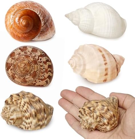 5Pcs Large Hermit Crab Shells Natural Sea Conch Size: 3"-4.5" Turbo Seashells for Hermit Crab Supplies Hermit Crab House for Décor No Paint or Dye