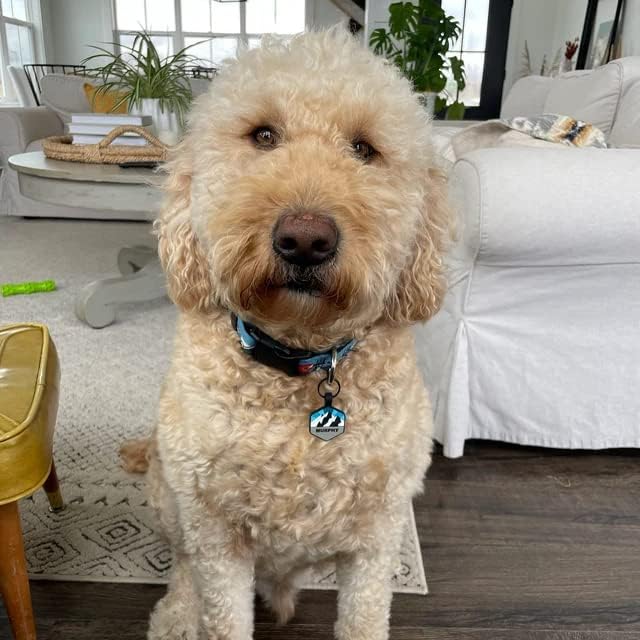 Silent Dog Tag Personalized - Image 5