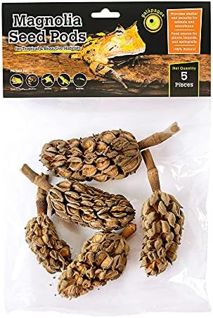 Galapagos (05159) Magnolia Seed Pods for Natural Bioactive Terrariums Provides shelter and Food for microfauna 2-4 inch pods 5pk