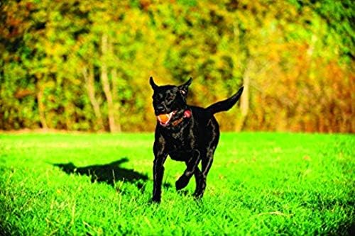 Chuckit! Dog Tennis Ball Dog Toy, Extra Large - Image 8