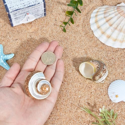 PH PandaHall 2pcs Large Hermit Crab Shells, 2.1x2.3x1.6 Inch Natural Sea Conch Ornament Opening Mouth 1~1.1 inch Turbo Seashells for Pet Crab Habitat Aquarium Crafting Resin Candle Projects, Brown