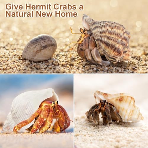 5Pcs Large Hermit Crab Shells Natural Sea Conch Size: 3"-4.5" Turbo Seashells for Hermit Crab Supplies Hermit Crab House for Décor No Paint or Dye