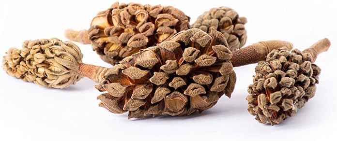 Galapagos (05159) Magnolia Seed Pods for Natural Bioactive Terrariums Provides shelter and Food for microfauna 2-4 inch pods 5pk