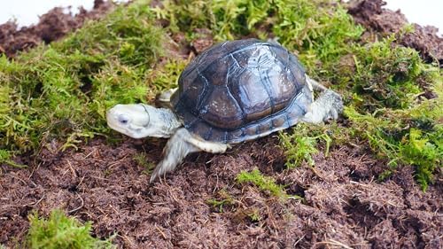 3PCS Tortoise Habitat Accessory Kit, Includes 3.5 Oz Moss Bag & Two 15 Oz Coconut Coir Bricks for Reptile Terrarium