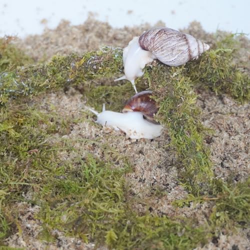 Snail Terrarium Accessory 3‑Piece Kit, Contains 3.5 Oz Moss Bag, 2 Quarts Sphagnum Moss Chips Substrate & Snail Climbing Toy for Land Snail Habitat