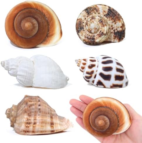 5PCS Hermit Crab Shells Medium to Large 2.1"-3.5" Shells Opening 1.2"-2.3"