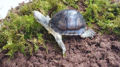 3PCS Tortoise Habitat Accessory Kit, Includes 3.5 Oz Moss Bag & Two 15 Oz Coconut Coir Bricks for Reptile Terrarium