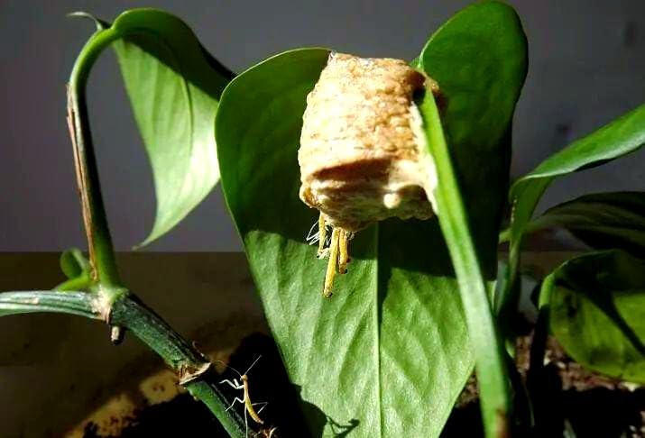 Praying Mantis Ootheca Egg Case on a Pine Branch(Five Egg Cases) – Imitate the Wild Environment, Release to the Garden, Nature, Each Ootheca can Produce up to 400 Baby mantises