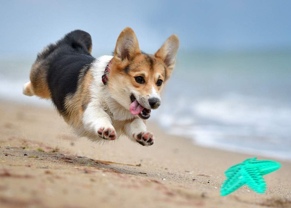 Squeaky Chew Toy - Starfish Water Floating Toy for Dogs, Natural Tooth Brush Teeth Cleaning for Small Medium Dogs - Blue
