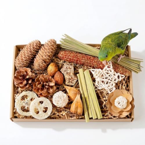 Bird Foraging Box Toy,Natural Chew for Small Medium Parrots
