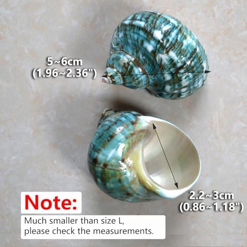 2pcs Medium Hermit Crab Shells, M Size Opening 1", Natural Sea Conch