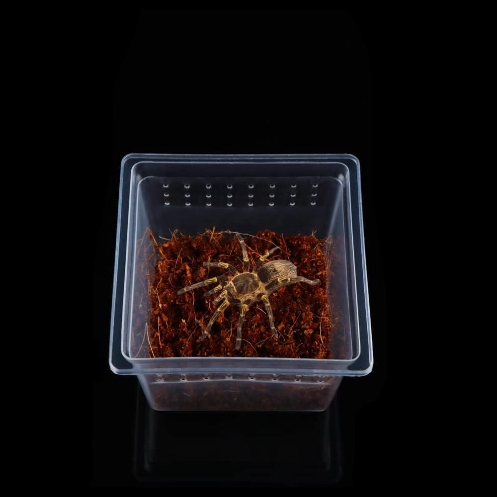 DQITJ 20 Pcs Spider Terrariums Breeding Box Hatching Container Acrylic Feeding Box for Small Reptile Scorpion Centipede Insect (Small Size)