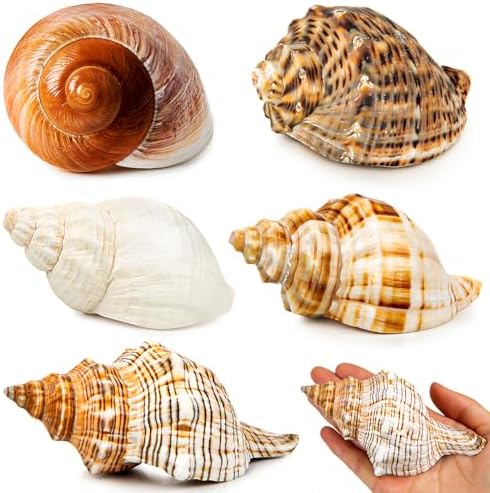 5PCS Extra Large Hermit Crab Shells 3"-4.7", Opening 1.6"-2.7"