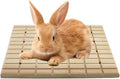 Litewoo Rabbit Scratch Board Claws and Teeth Care Chew Toys Bunny Wood Pad