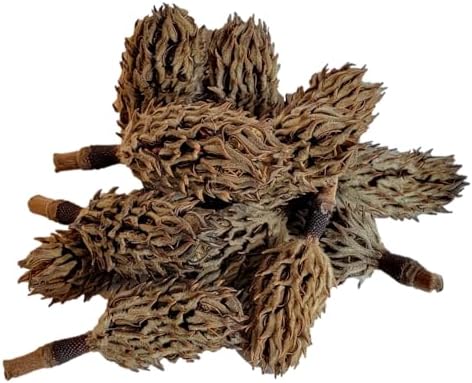 Magnolia Seed Pods, 12 Pack