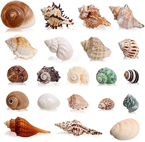 21PCS Hermit Crab Shells Medium Small 1.2"-3.9" Seashells, Opening 0.5"-2"