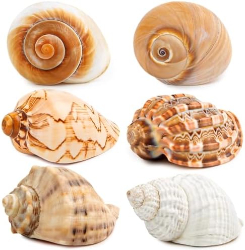 6PCS Large Hermit Crab Shells 3"-3.5" Seashells, Opening 1.5"-2.5"
