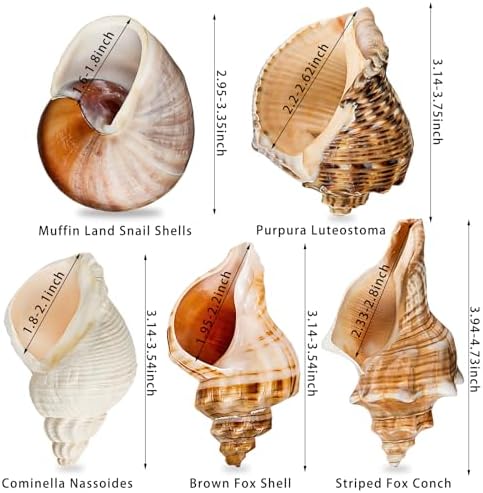 5PCS Extra Large Hermit Crab Shells 3"-4.7", Opening 1.6"-2.7"