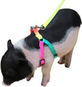 Mini Pig Adjustable Harness Leash for Hog Piggy