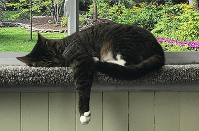 Purrched Cat Window Perch - Image 4