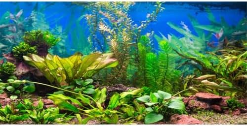72x24 in Aquatic Plant Aquarium Backdrop Riverbed Fish Tank Background