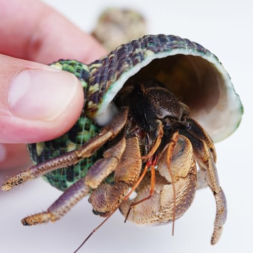 Hermit Crab Accessories 7PCS, Include 5PCS Hermit Crab Shells, 1PCS Climbing Toy and 1PCS Hermit Crab Hideout