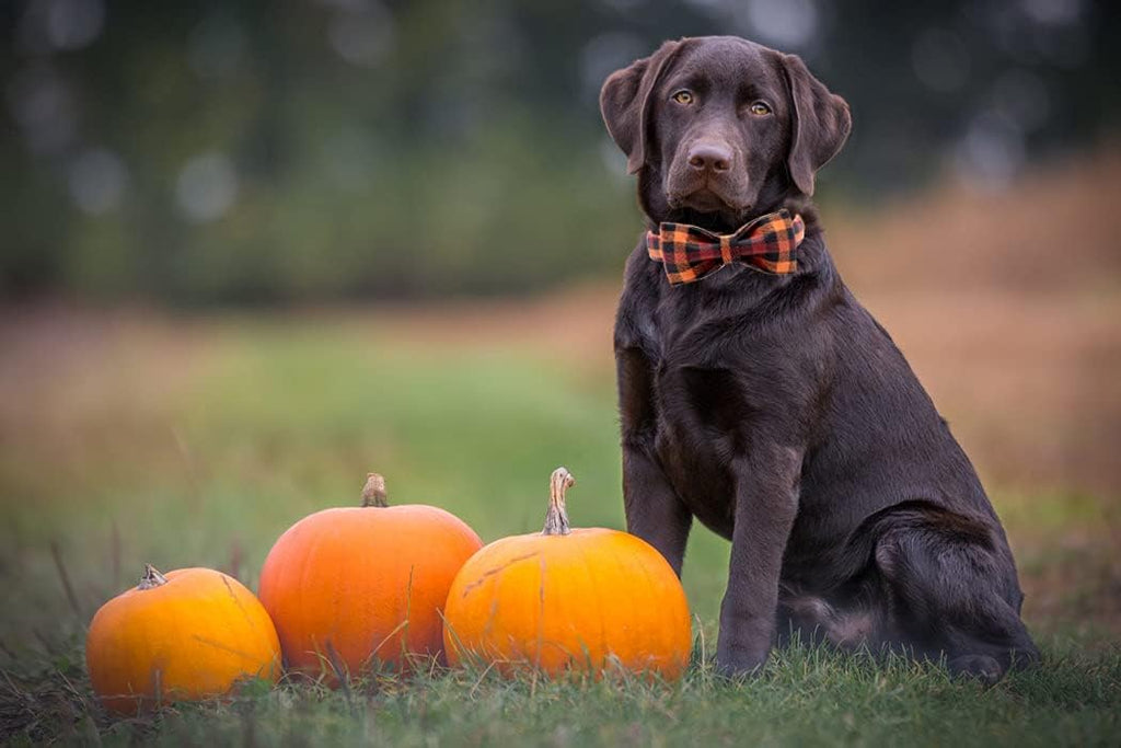 Fall Dog Collar with Bow, Black and Orange Print Fall Pet Collars Medium