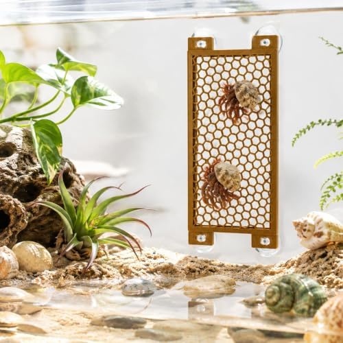 Green Onion Regrowing Planter, Hydroponic Scallion Holder, Green