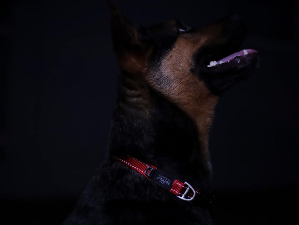 Reflective Dog Collar for Medium Dogs, Adjustable from 12-17 inches, Turquoise