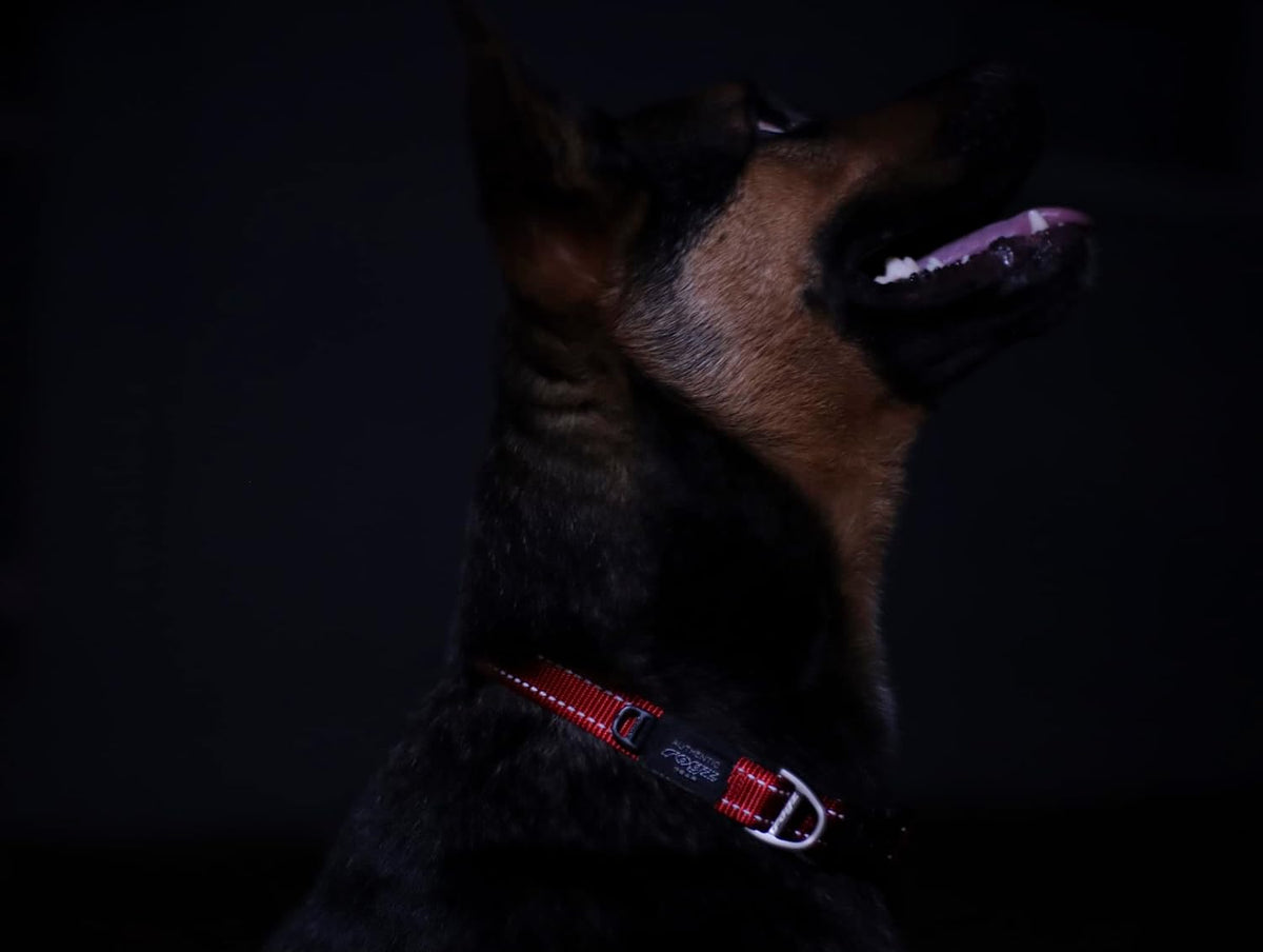 Reflective Dog Collar for Medium Dogs, Adjustable from 12-17 inches, Turquoise