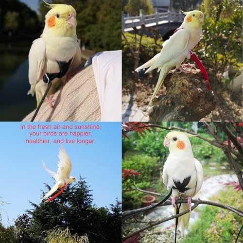 VANFAVORI Adjustable Bird Harness with 80-inch Leash, S Size, 2 Pack