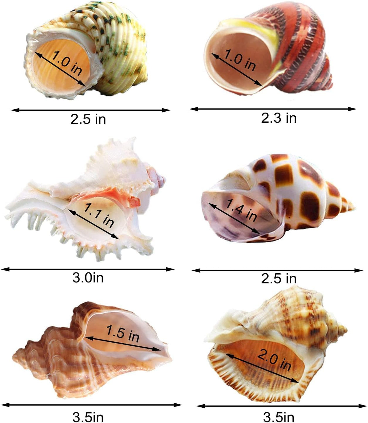 SINKOO 6PCS Hermit Crab Shells Medium to Large, Natural Sea Conch 2.3"-3.5"