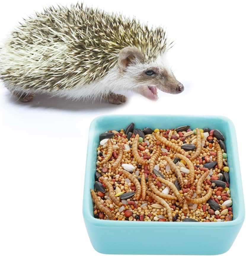 2 Pack Pet Ceramic Food Bowl and Water Dish Feeder for Guinea Pig Hedgehog Squirrel Small Animals (Blue and White)